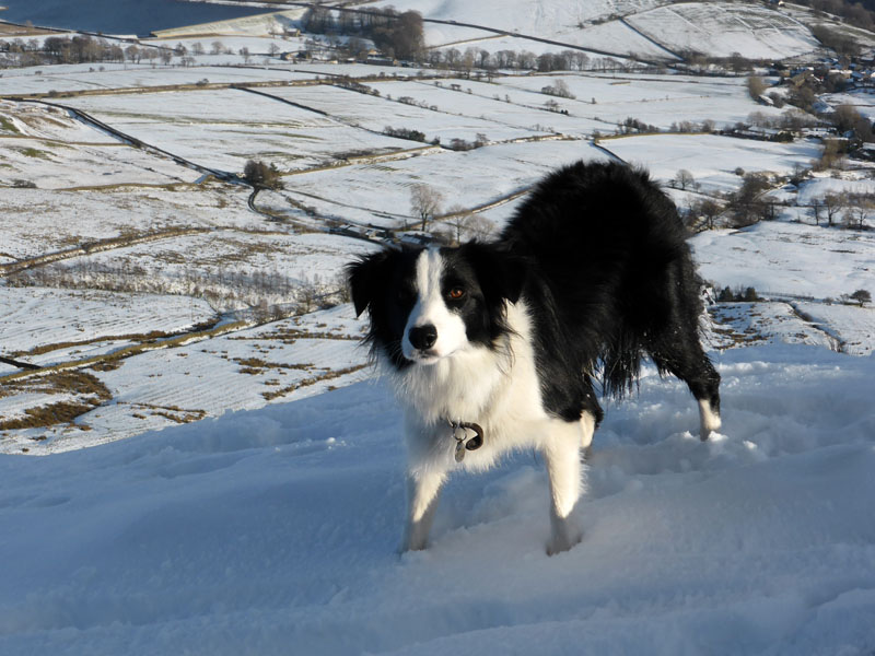 Molly the Collie