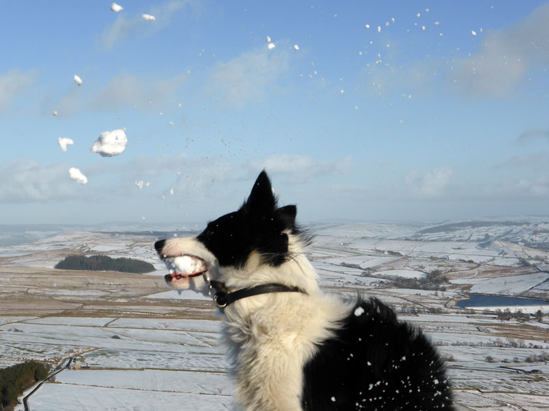 Molly Snowball
