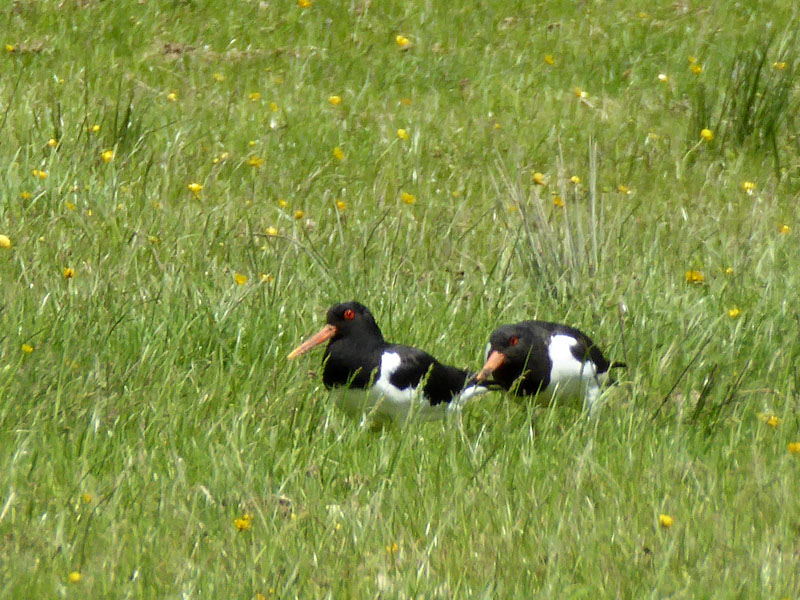 Oyster Catchers