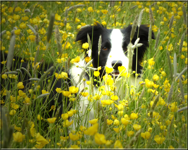 Buttercups and Molly