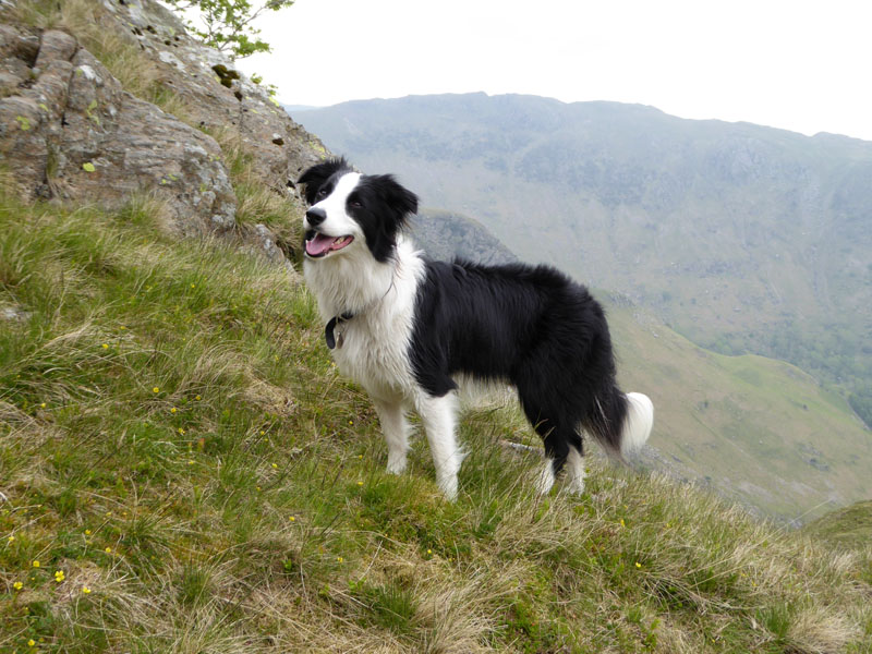 Molly the Collie