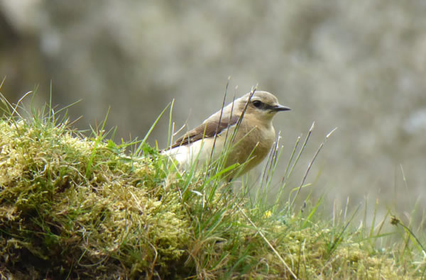 Wheatear