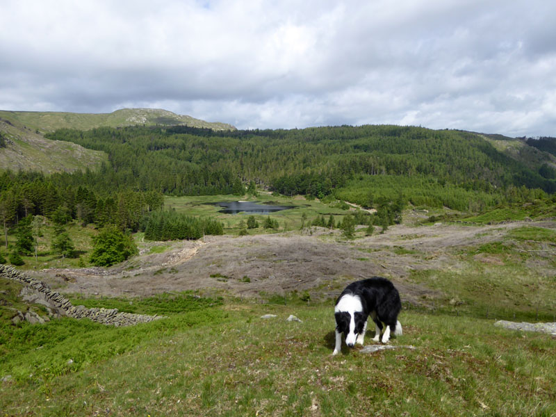 Harrop Tarn