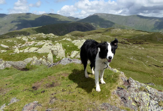 Molly the Collie