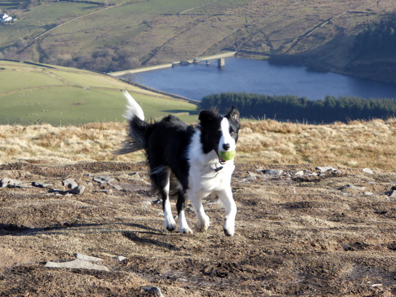 Mollie the Collie