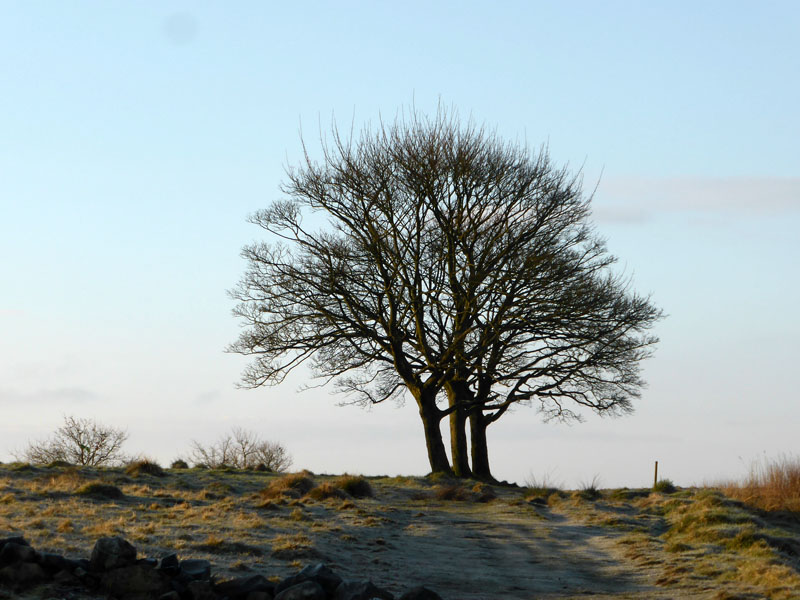 Three Trees