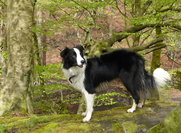 Molly the Collie