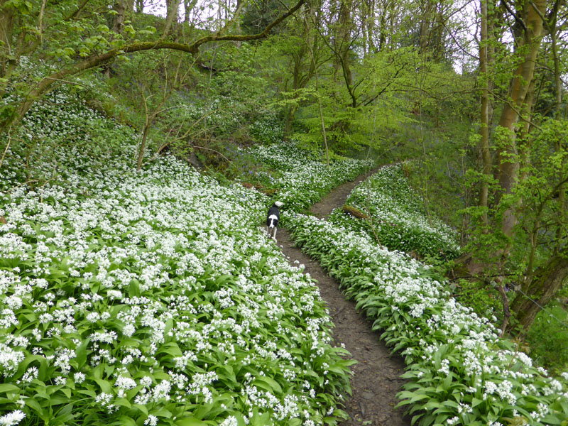 Garlic Flowers