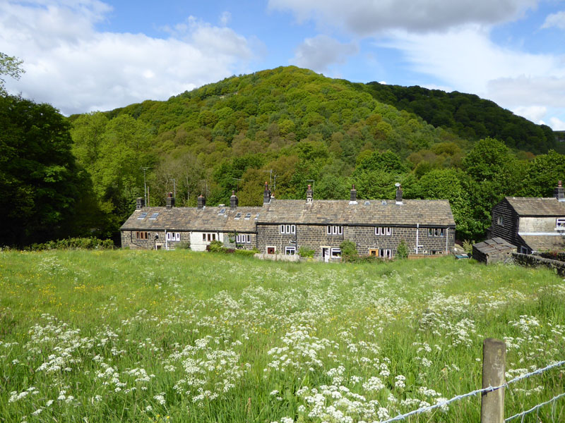 Whams Wood