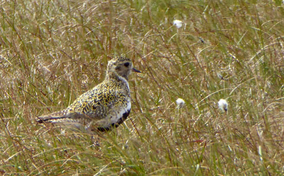 Golden Plover