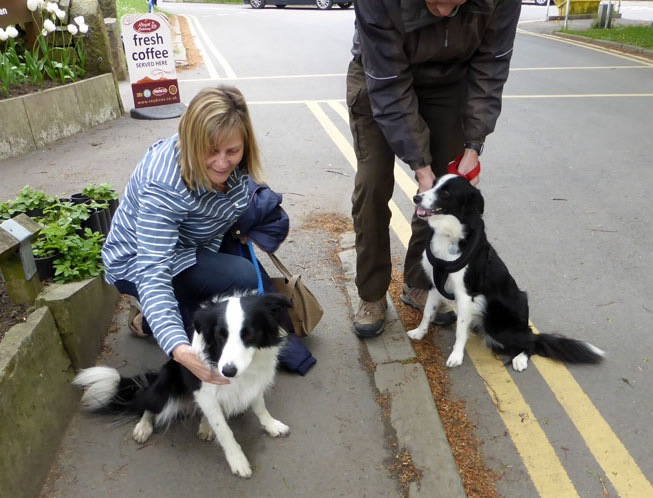 Mollys the Collies