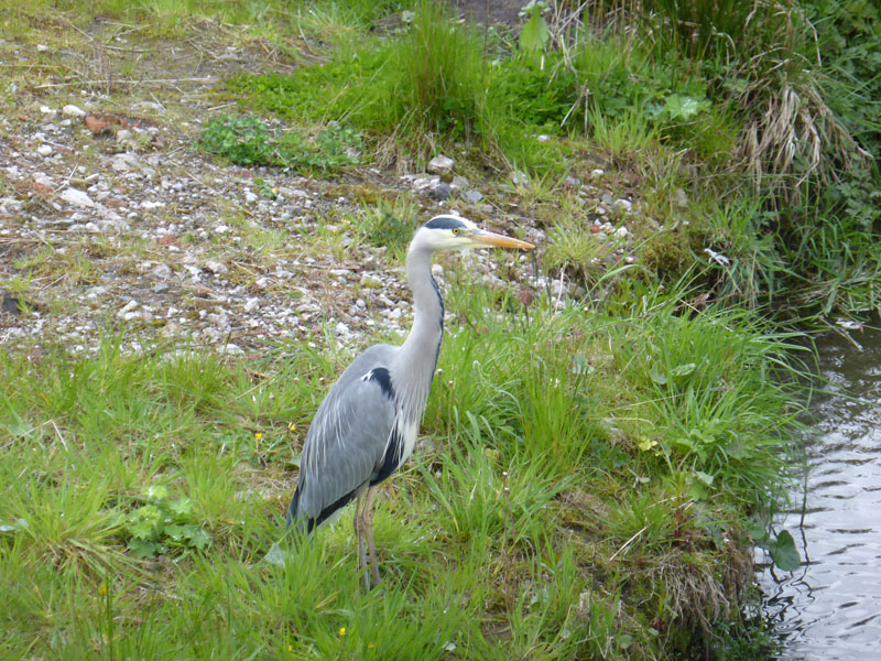 Heron