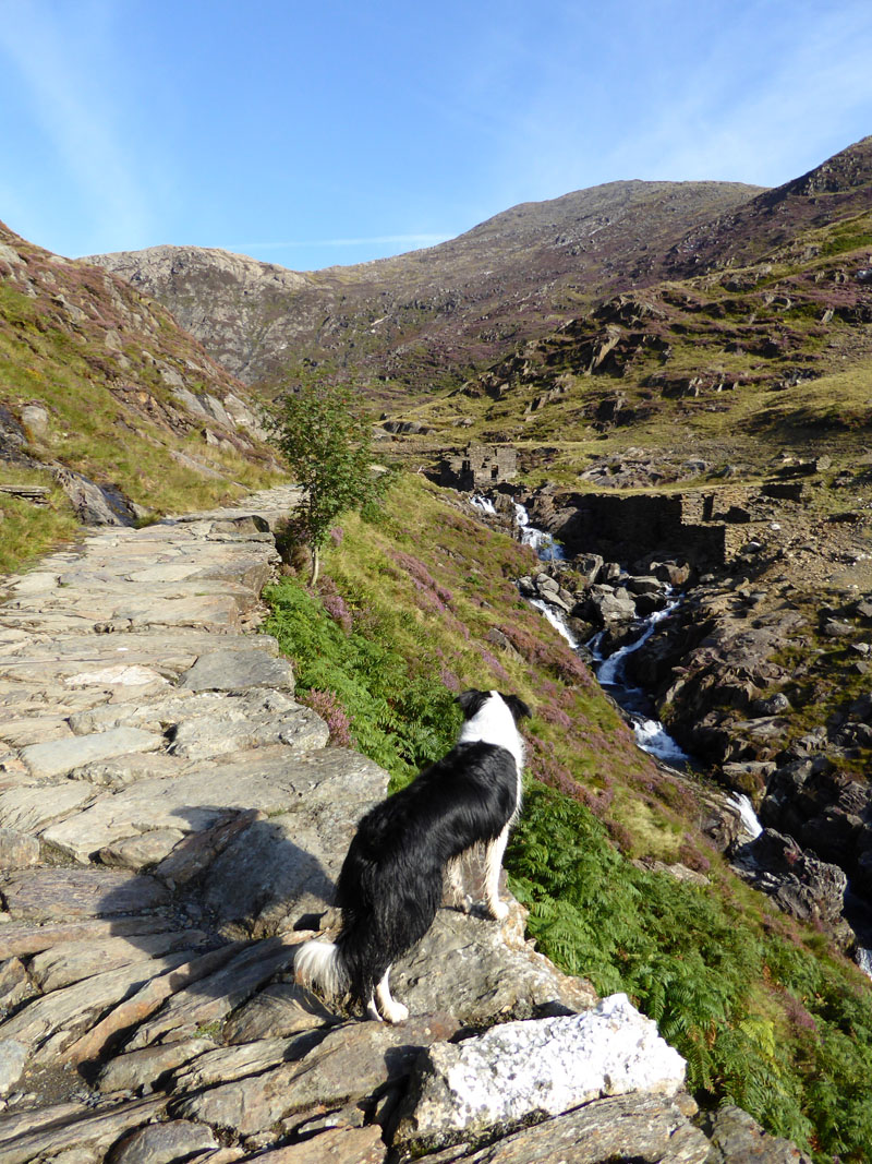 Molly the Border Collie