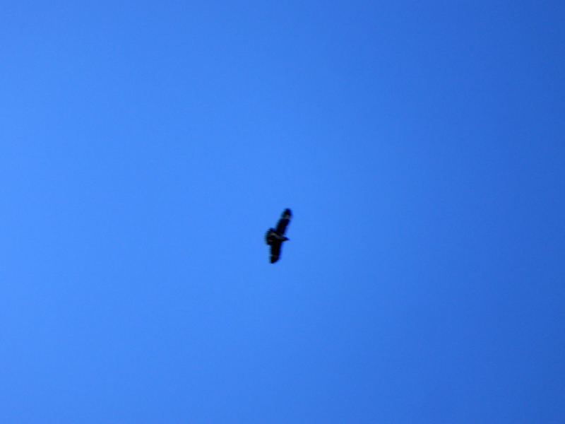 Buzzard