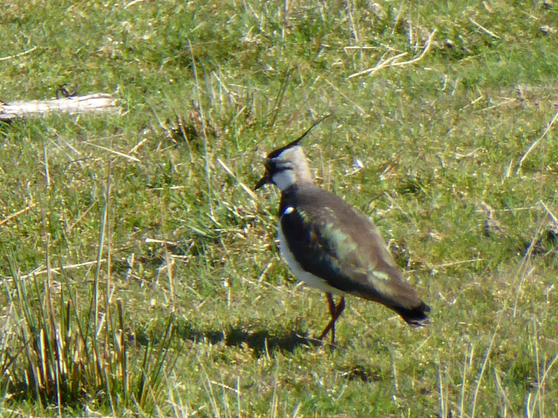 Lapwing