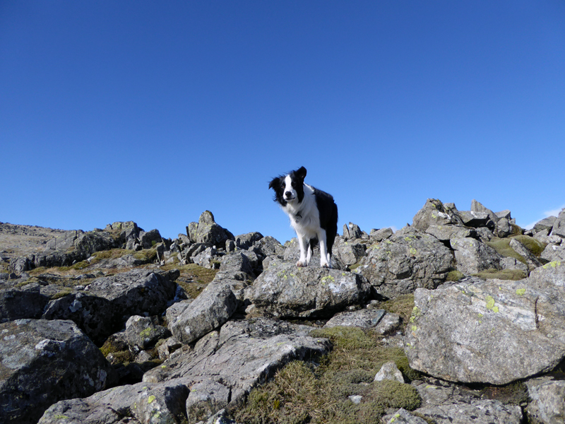 Molly the Collie