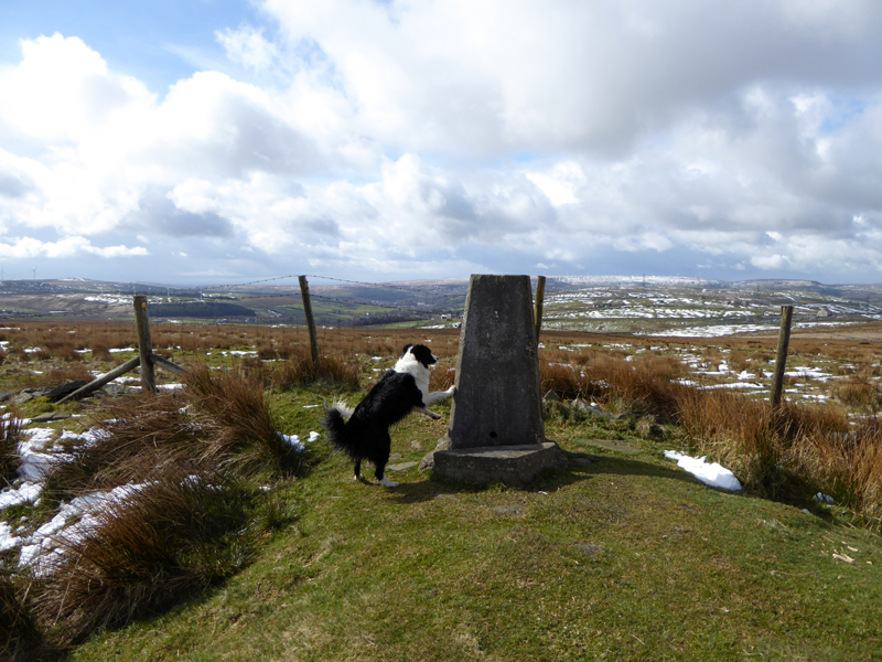 Molly the Collie