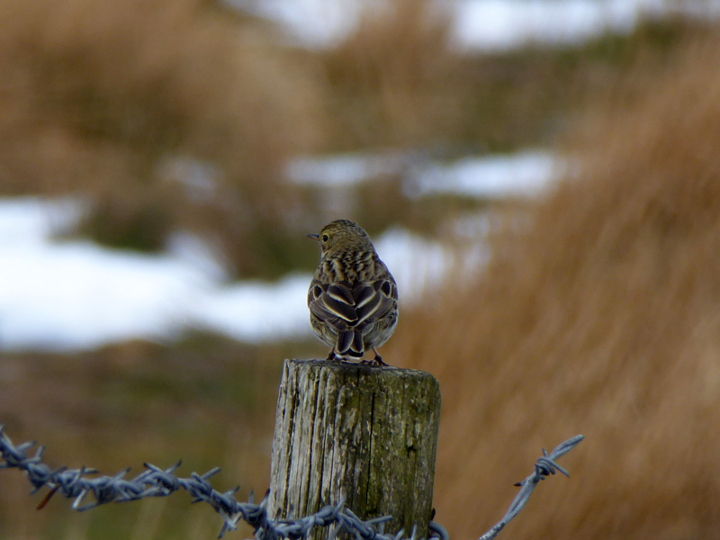 Meadow pipit