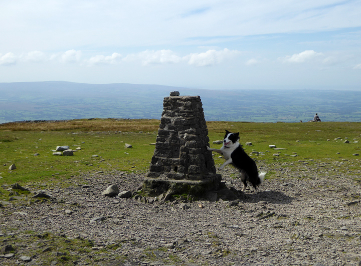 Molly The Collie