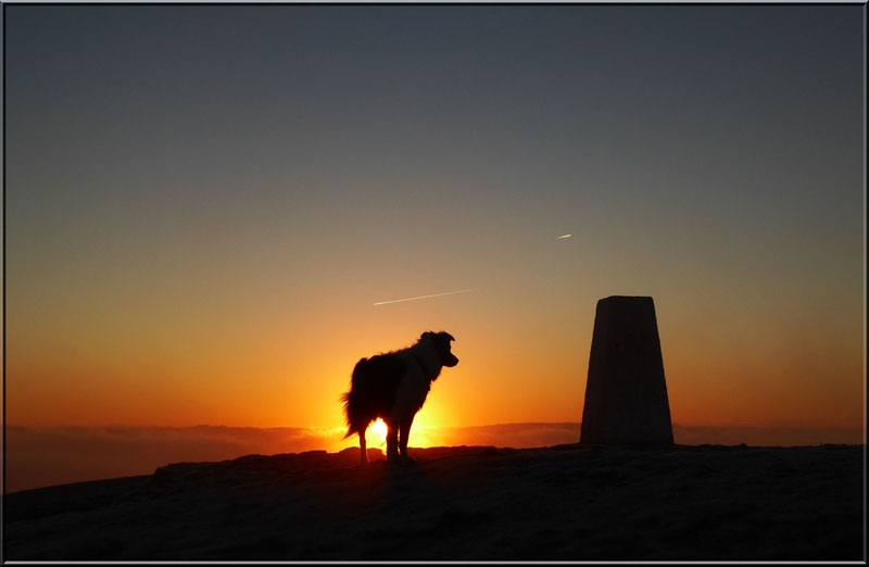 Molly at Sunrise