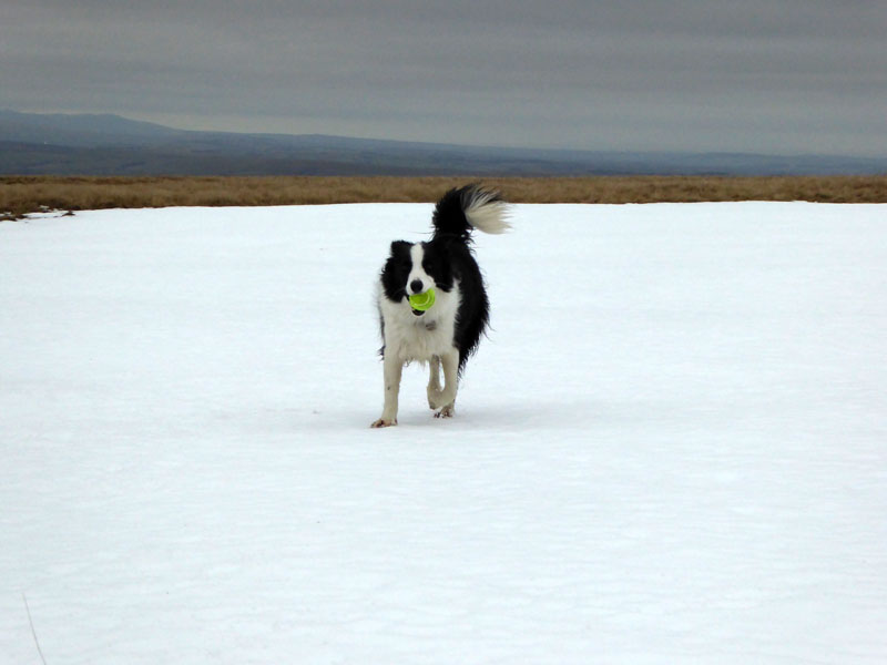 Molly in the snow