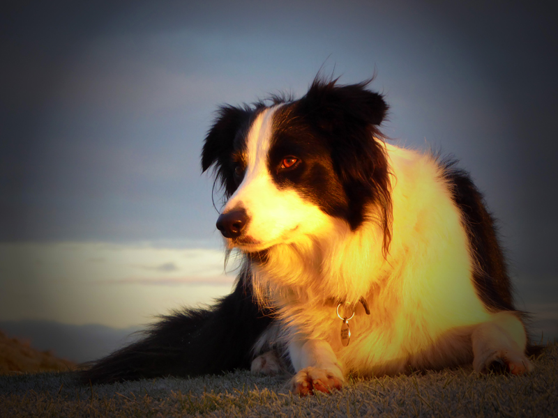 Molly the Collie