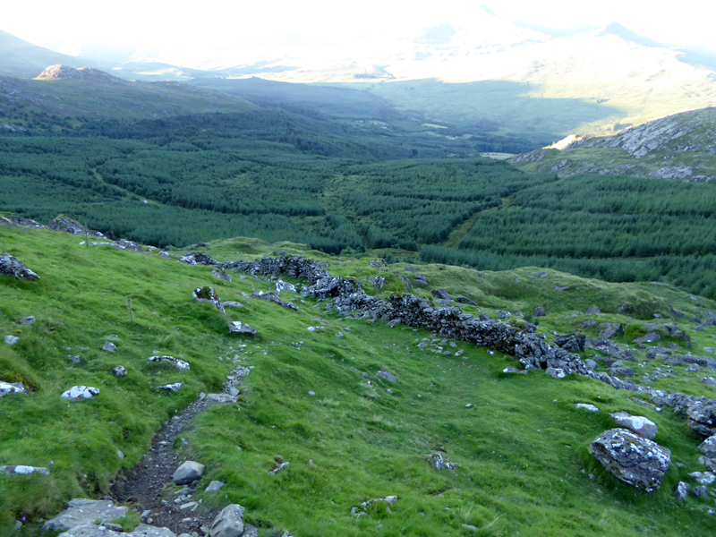 Beddgelert Forest