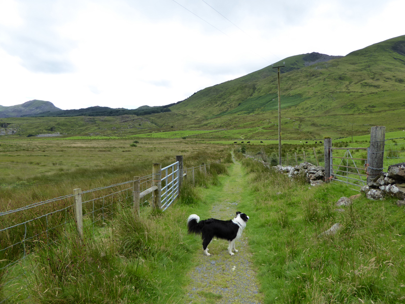 To Beddgelert Forest