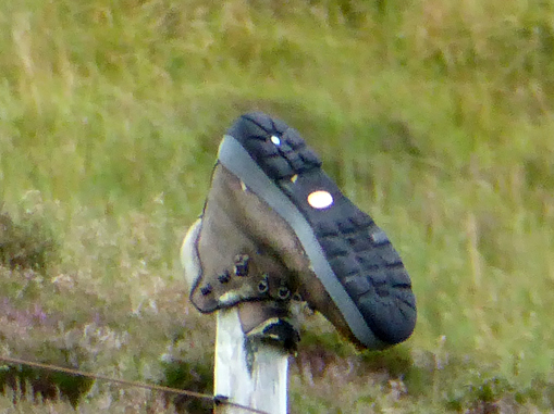 Lesser-Spotted Boot
