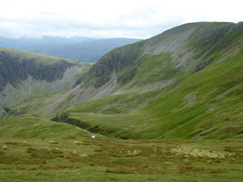 Far Tongue Gill