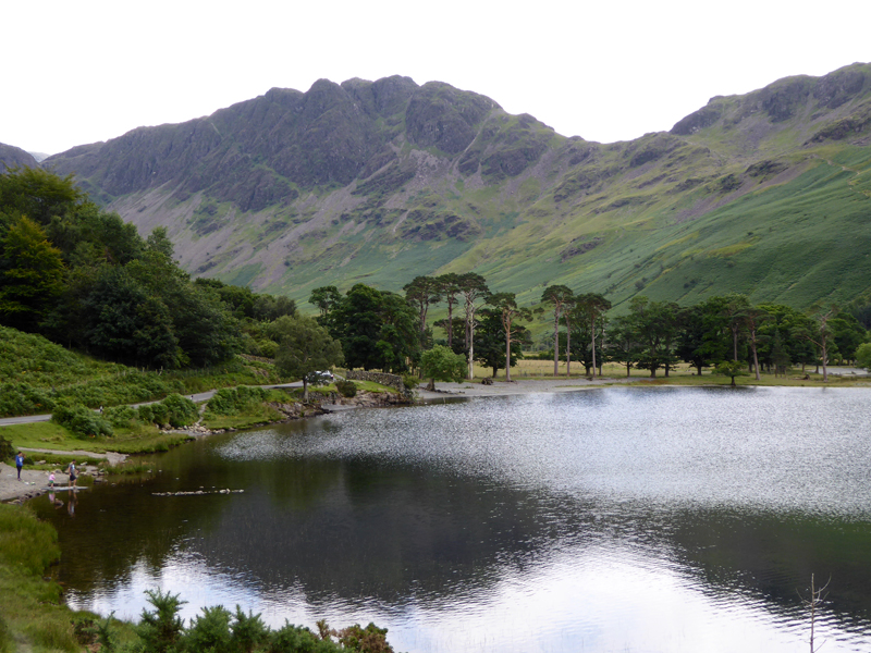 Buttermere Pines