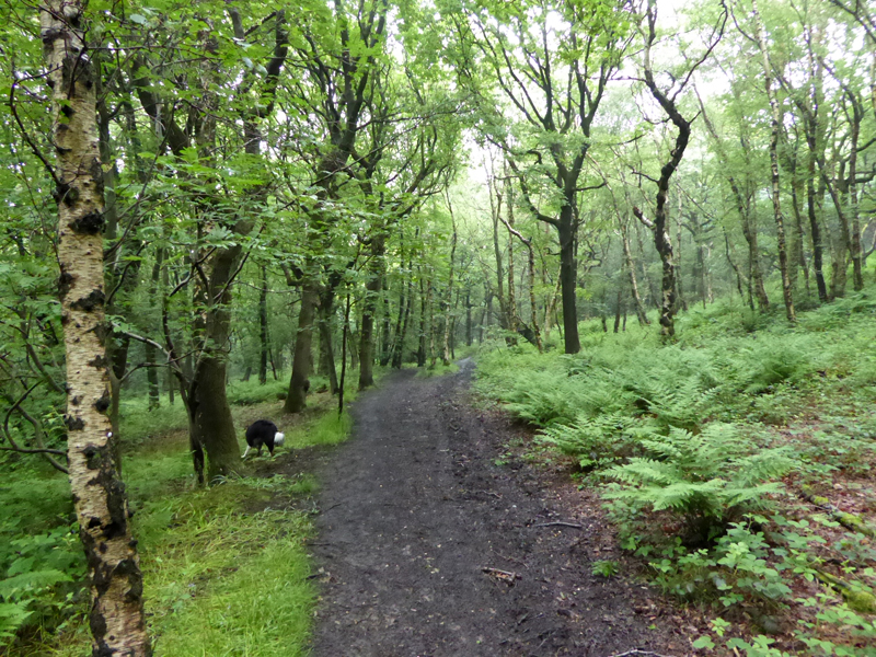 Honley Wood