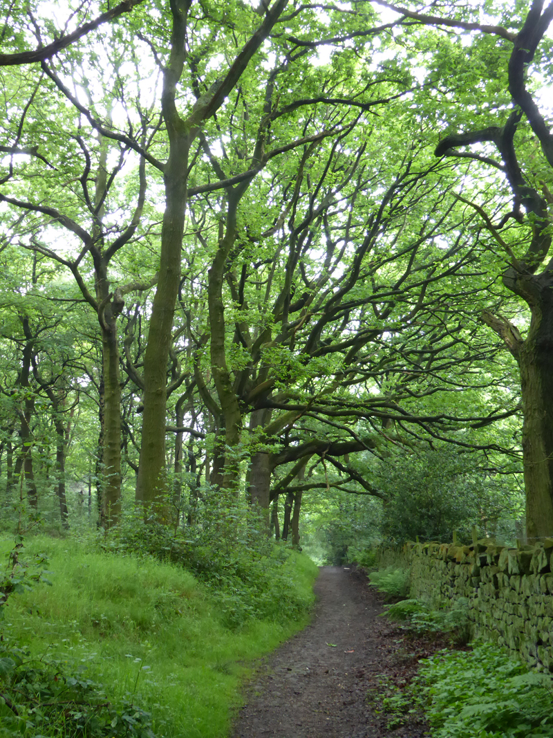 Hagg Wood