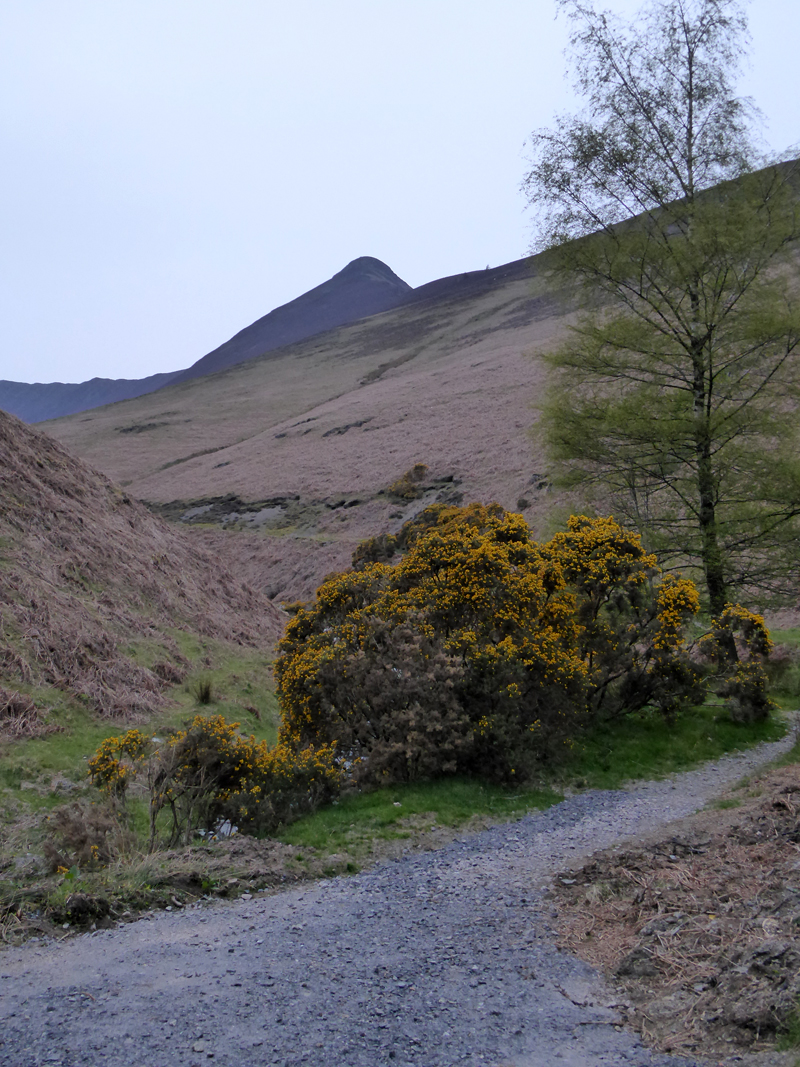 Rigg Beck