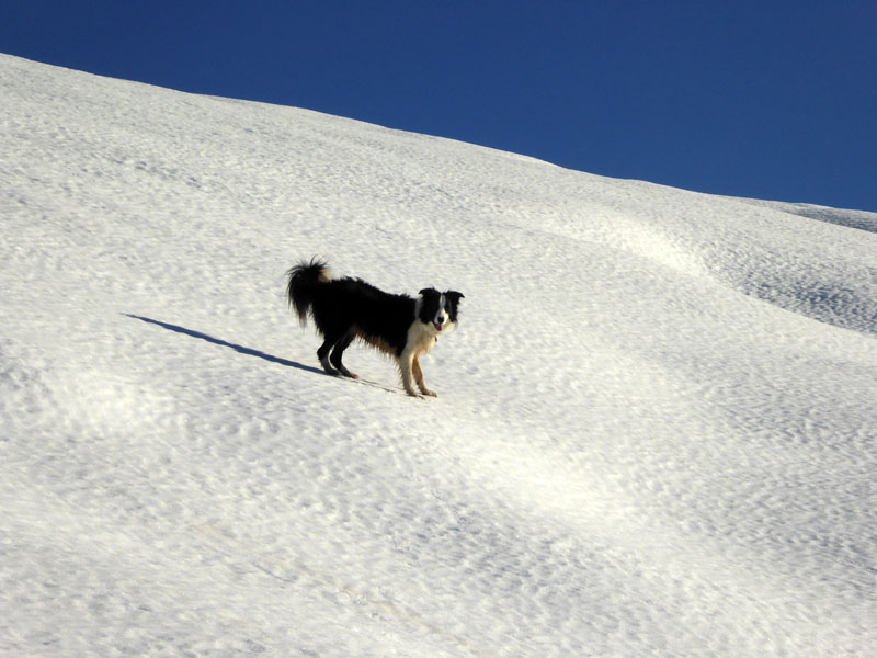 Mollie The Collie