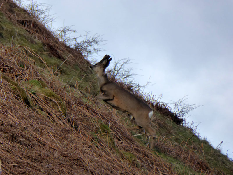 Roe Deer