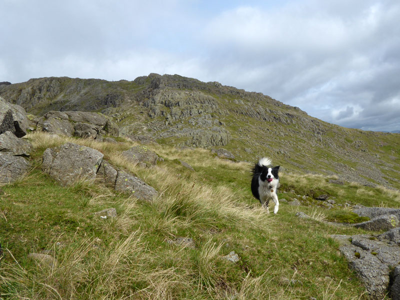 Bowfell Molly