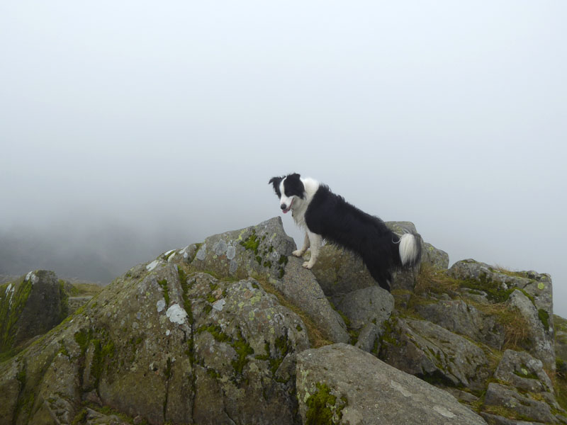 Bowfell Molly