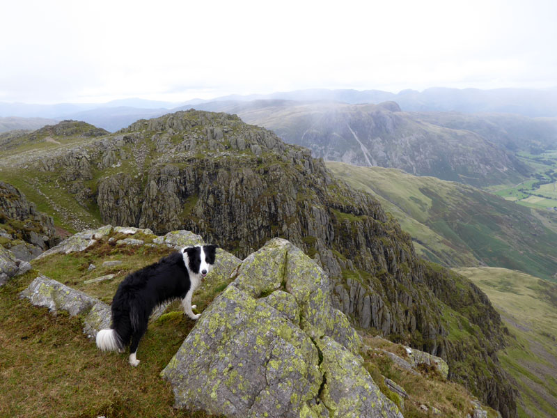 Crinkle Crags Molly