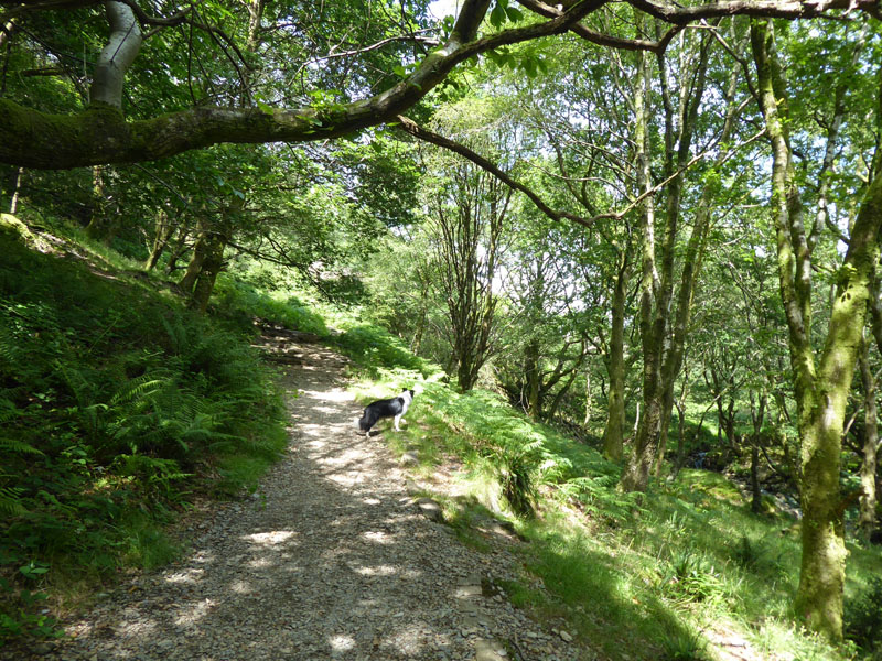 Woodland