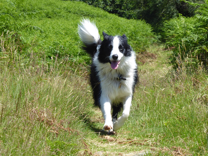 Molly the Collie