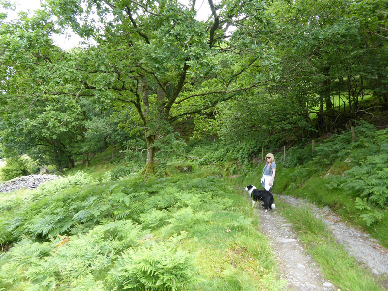 Hafod-las