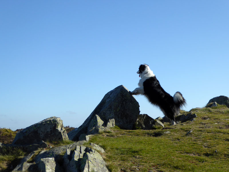 Pared y Cefn-hir summit