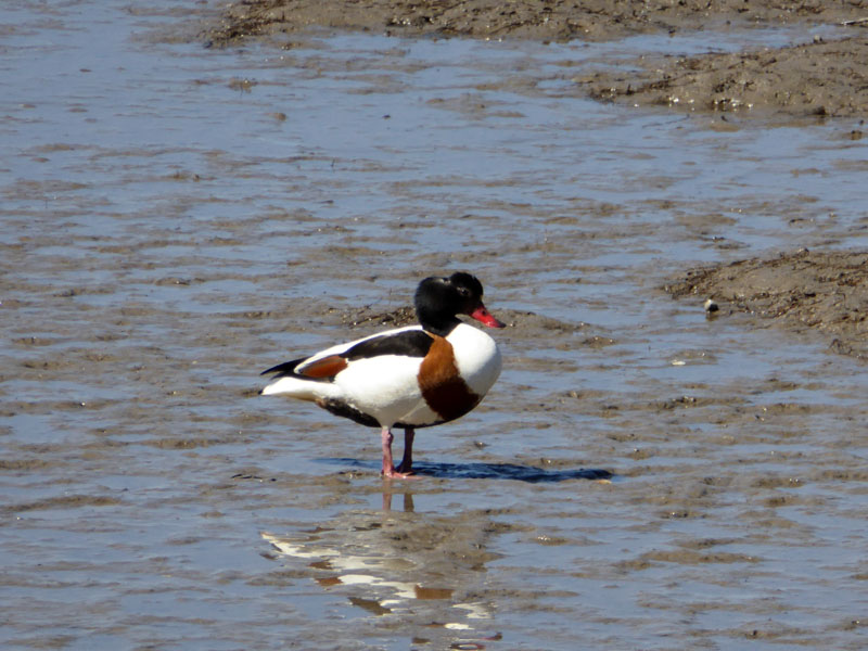 Shelduck