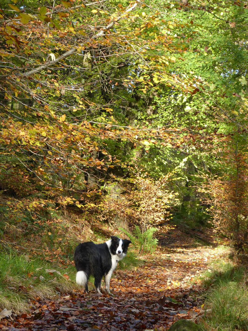 Woodland Walk