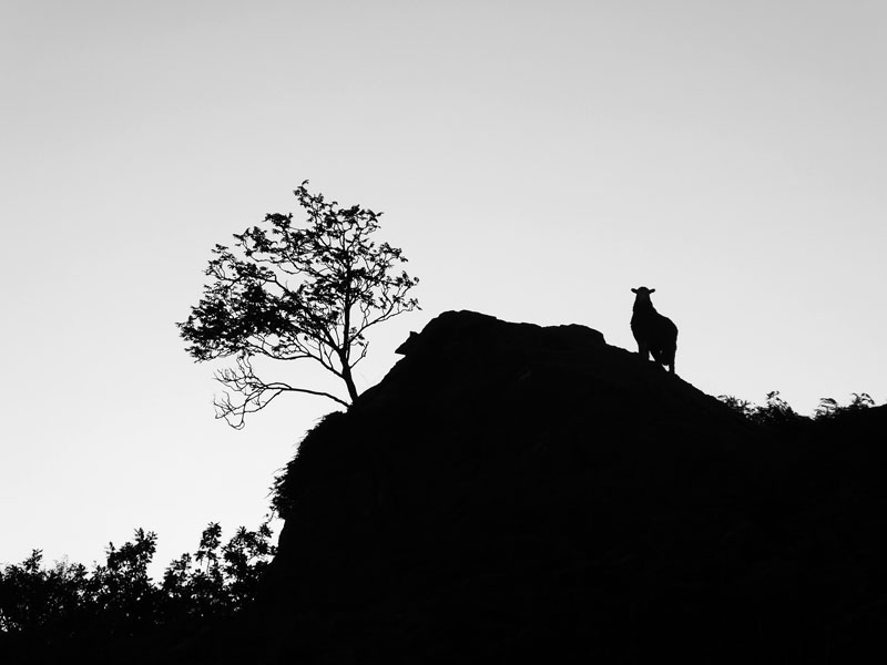 Sheep on Crag