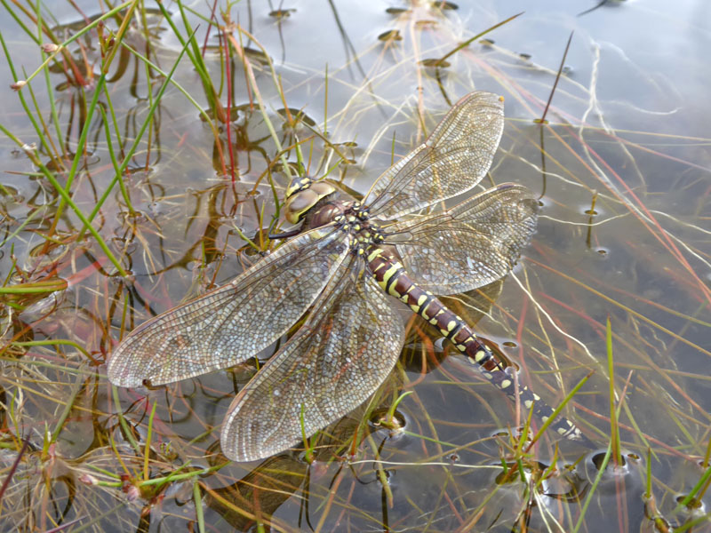 Dragonfly