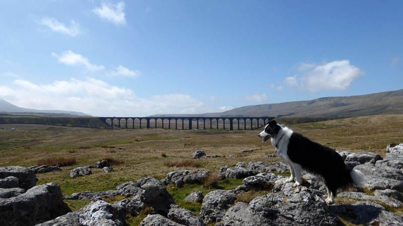 Ribblehead Viaduct