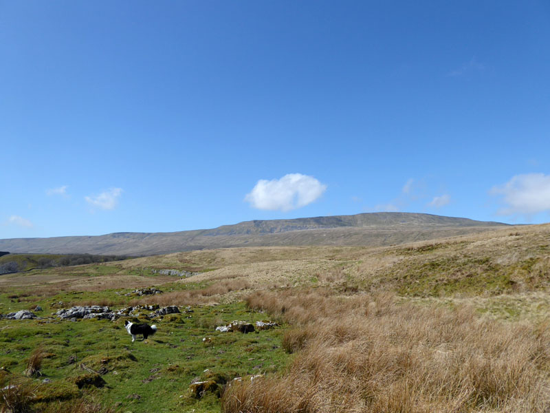 Whernside