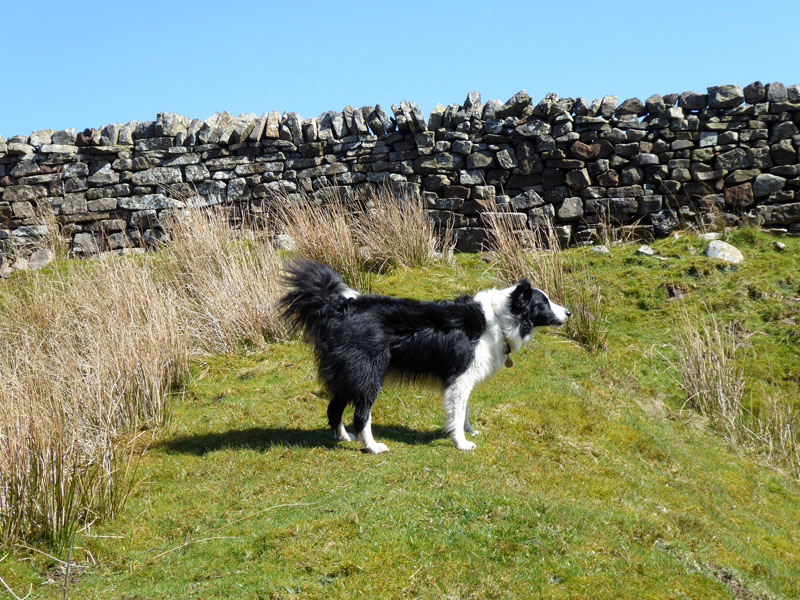 Molly the Collie